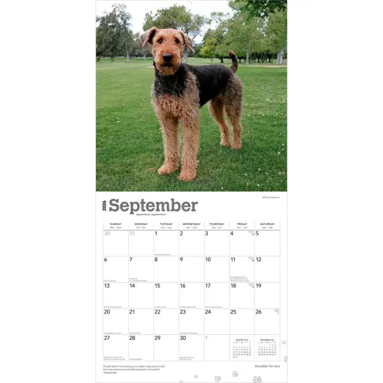 Airedale Terriers | 2026 12 x 24 Inch (Hanging) Monthly Square Wall Calendar | Plastic-Free {4}