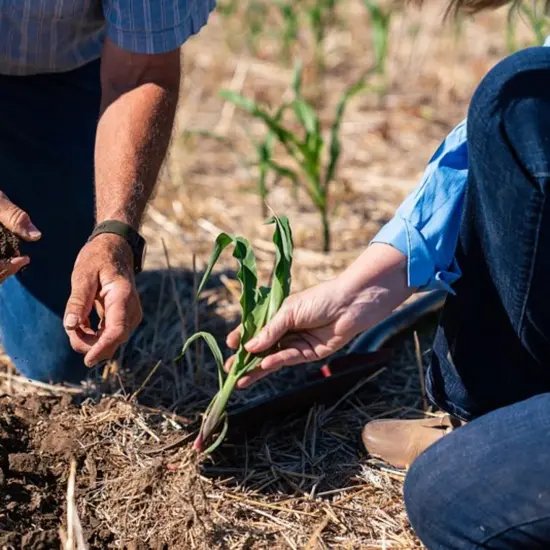 Lehman's Heirloom Garden Seed Vault Kit, Mega with PVC Case and Guide, 70+ Varieties of Vegetable Herb and Fruit Seeds, 50K+ Seeds {6}