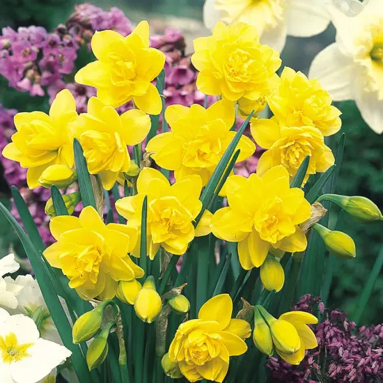 Golden Ducat Double Narcissus/Daffodil 7 Bulbs - 14/16 cm Bulbs {1}