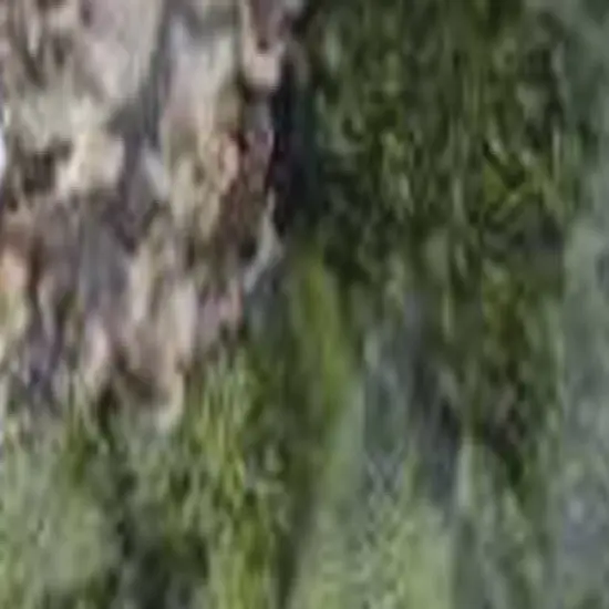 Quality Growers Variety Pack Moss -108.5 Cubic Inches {2}