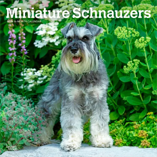 Miniature Schnauzers | 2026 12 x 24 Inch (Hanging) Monthly Square Wall Calendar | Plastic-Free {1}