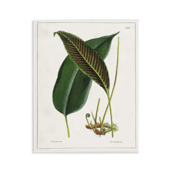 Stupell Industries Leaf and its Underside Study Wall Plaque Art Design by Tina Higgins Designs, Inc. {1}