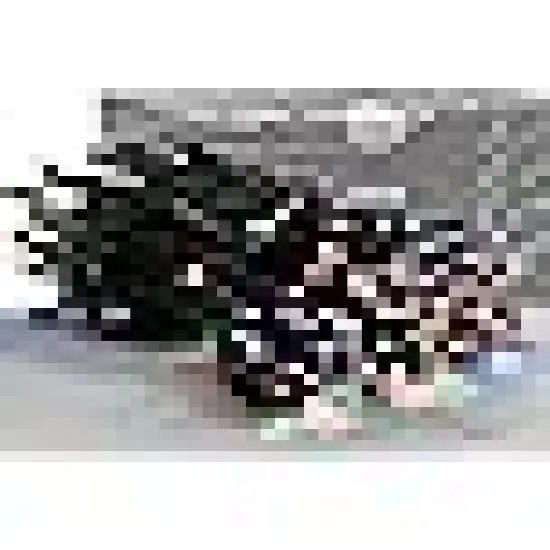 Indoor Outdoor Xmas Tree Wedding Party {6}