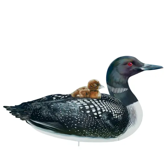 Collections Etc Realistic Common Loon with Baby Outdoor Garden Stake {2}