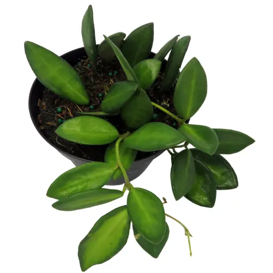 Rare Variegated Burtoniae Wax Plant - Hoya - Collector's Series - 4" Pot {3}