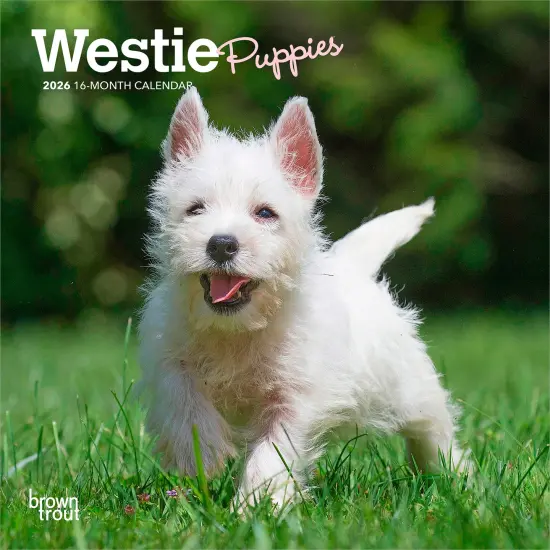 West Highland White Terrier Puppies | 2026 7 x 14 Inch (Hanging) Monthly Mini Wall Calendar {1}
