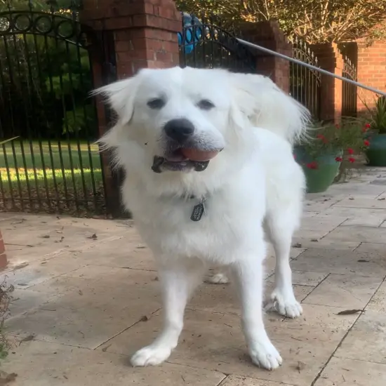 Paint Kit - Oby The Great Acrylic Painting Kit & Video Lesson, DIY Craft, Art Gift Set, Beginner Painting, Paint At Home {3}