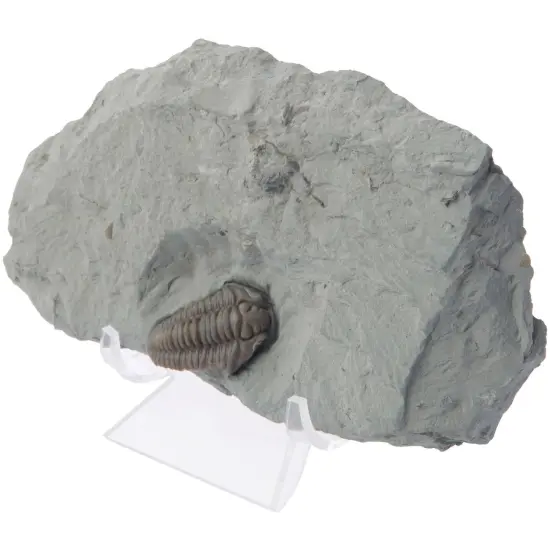 Plymor Clear Acrylic Double-Scoop Display Easel, 3" H x 2.875" W x 2.5" D {3}