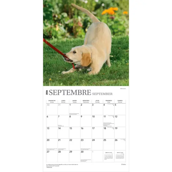 Chiots | 2026 12 x 24 Inch (Hanging) Monthly Square Wall Calendar | French Language {4}