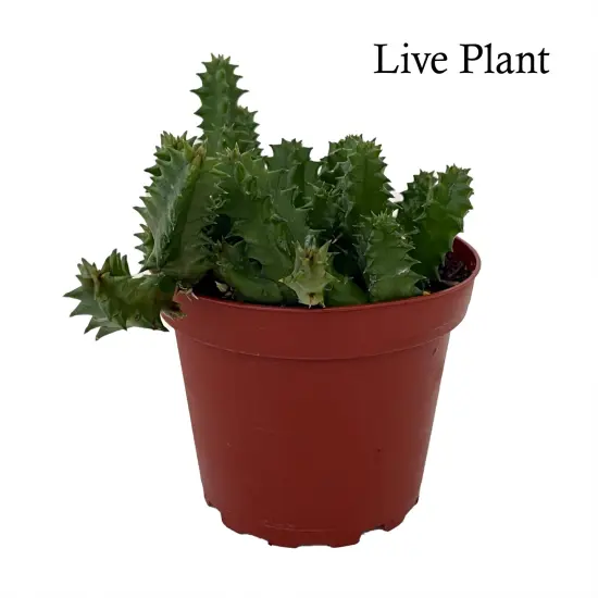 Lifesaver Cactus Plant - Huernia zebrina - Exotic Flower - 4" Pot {2}
