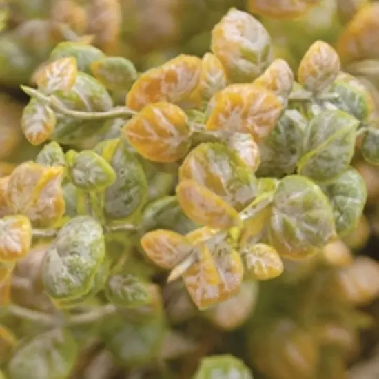 19" Long Golden Harvest Leaves Bush with Flexible Wrapped Stem {2}