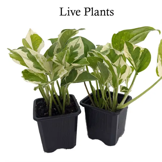N Joy Pothos - Epipremnum aureum - 2 Plants 3" Pots - Good in Low Light {2}