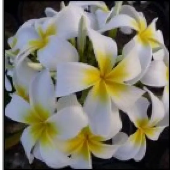 Luna Plumeria Plant - Frangipani - 12-16" Cutting {1}