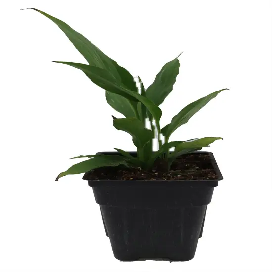 Disco Peace Lily Plant - Spathyphyllium - 2.5" Pot {3}