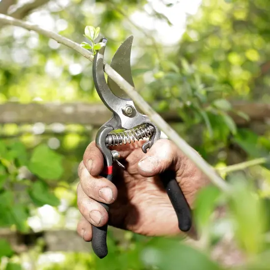 Spear & Jackson Drop Forged Bypass & Anvil Pruners Set, 2 Piece Professional Garden Pruning Tools, Durable Steel Blades, Comfortable Ergonomic Handles {4}