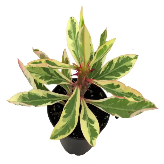 Rare White Lightening Crown of Thorns Plant - Euphorbia - 2.5" Pot - Trending {3}