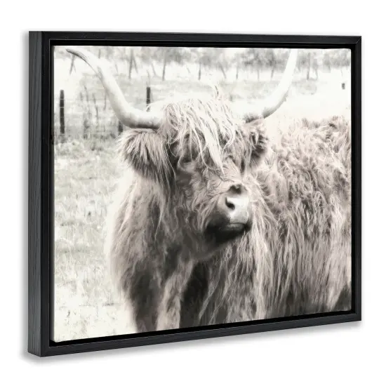 Stupell Industries Highland Cow Gazing Portrait Floater Framed Canvas Wall Art Design by Graffi*tee Studios {3}
