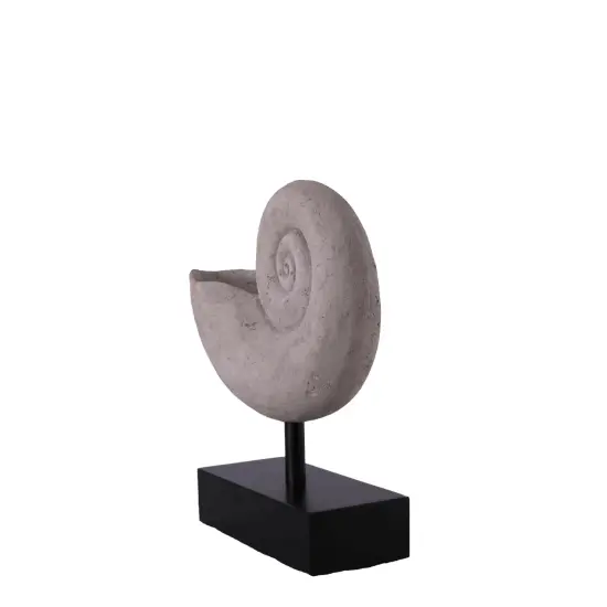 Nautilus Fossil Shell Life Size Statue {1}