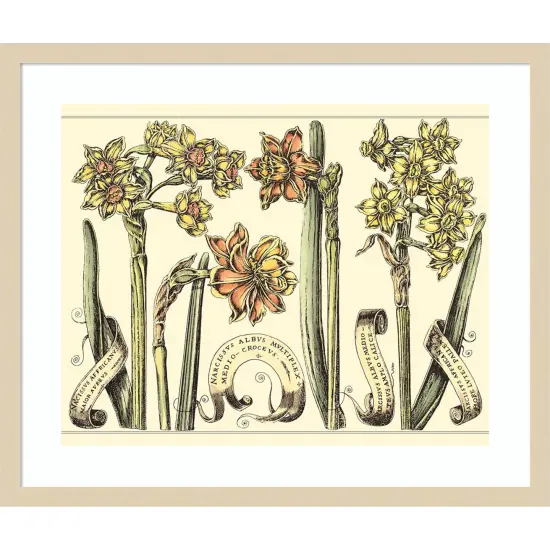 Narcissus in Bloom II by Mark W. Langlois Wood Framed Wall Art Print {1}