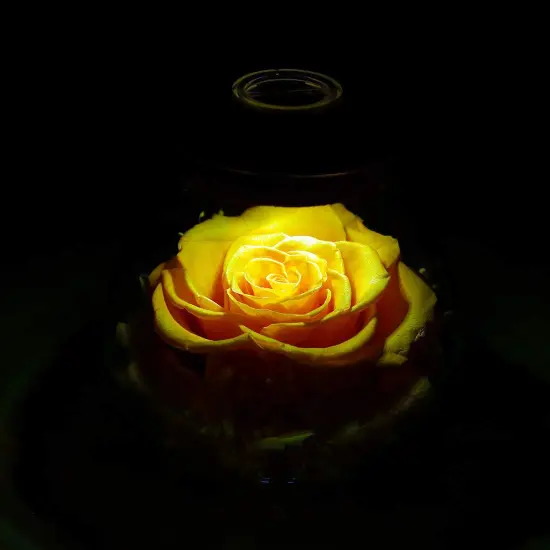 Preserved Real Roses with Colorful Mood Light Wishing Bottle, Eternal Rose， Never Withered Flowers, a Gifts for Women 4.3inch 1pcs (Yellow) {5}