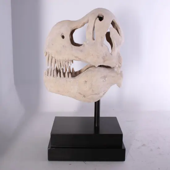 T-Rex Dinosaur Skull Life Size Statue {4}