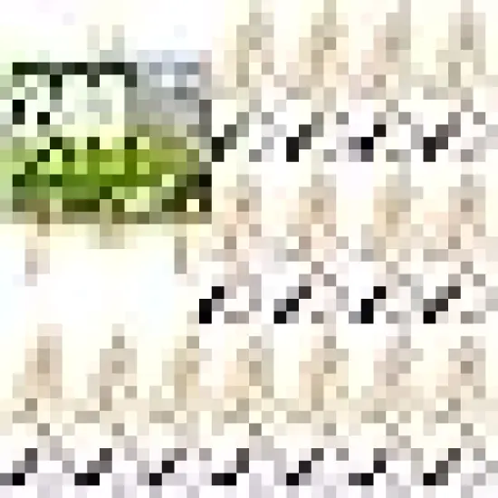 Brushes with Nylon Brush Head and {1}