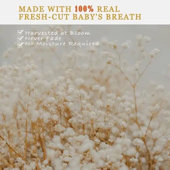 6500+ Dried-Babys-Breath-Flowers-Bouquet, Double Quantityed Ivory White Flowers, Natural Gypsophila Branches, Valentine's Day, Dry Flowers Bulk for Vase, DIY Wreath Home Party Wedding(5.7Oz) {2}