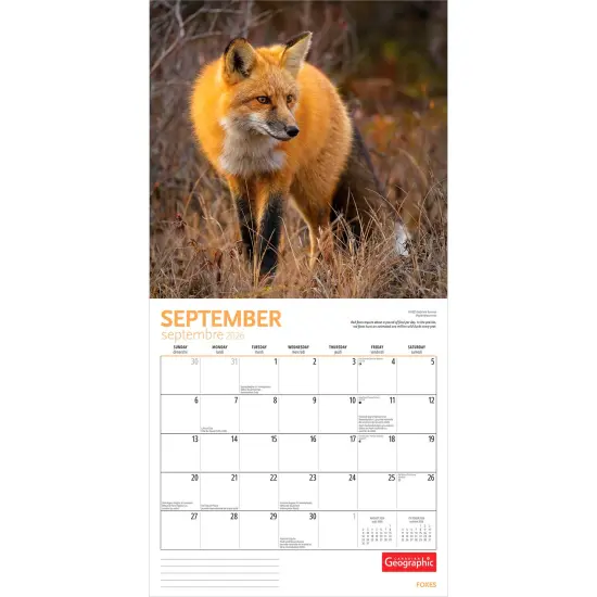 Canadian Geographic Foxes OFFICIAL | 2026 12 x 24 Inch (Hanging) Monthly Square Wall Calendar {4}