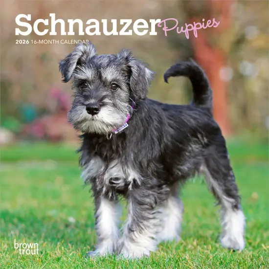 Schnauzer Puppies | 2026 7 x 14 Inch (Hanging) Monthly Mini Wall Calendar {1}