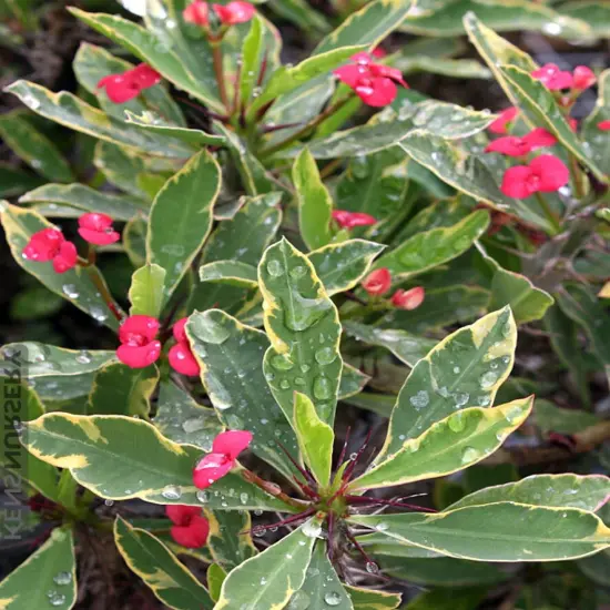 Rare White Lightening Crown of Thorns Plant - Euphorbia - 2.5" Pot - Trending {4}
