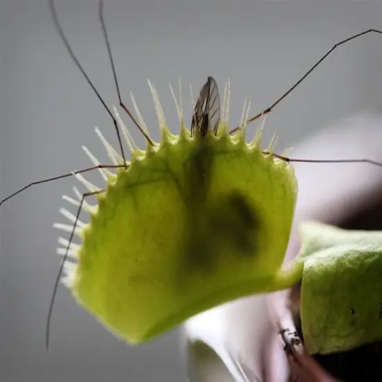 Venus Fly Trap Plant - CARNIVOROUS - Dionaea - 2" Pot {5}