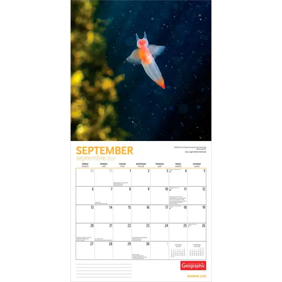 Canadian Geographic Marine Life OFFICIAL | 2026 12 x 24 Inch (Hanging) Monthly Square Wall Calendar {4}