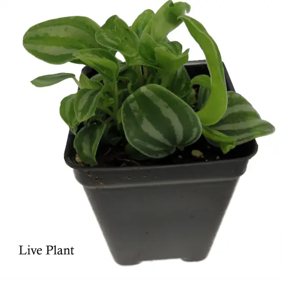 Sandersii Peperomia - 2.5" Pot {2}