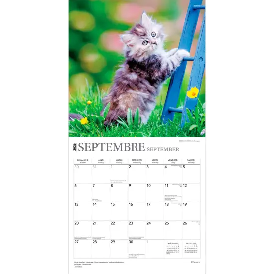 Chatons | 2026 12 x 24 Inch (Hanging) Monthly Square Wall Calendar | French Language {4}
