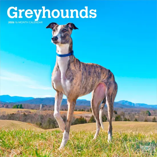 Greyhounds | 2026 12 x 24 Inch (Hanging) Monthly Square Wall Calendar | Plastic-Free {1}