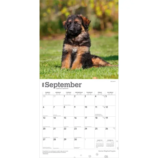German Shepherd Puppies | 2026 12 x 24 Inch (Hanging) Monthly Square Wall Calendar | Plastic-Free {4}