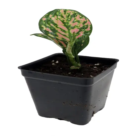 Red Lady Valentine Chinese Evergreen Plant - Aglaonema - 2.5" Pot {5}