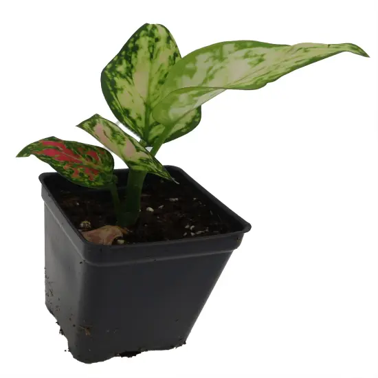 Red Zircon Chinese Evergreen Plant - Aglaonema - 2.5" Pot {4}