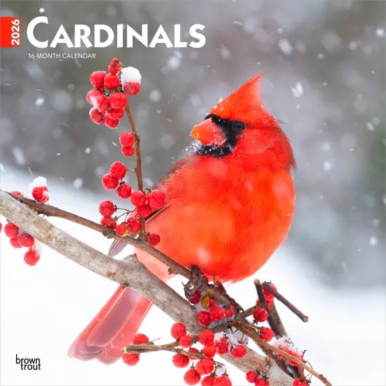 Cardinals | 2026 12 x 24 Inch (Hanging) Monthly Square Wall Calendar | Plastic-Free {1}