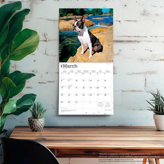 Boston Terriers | 2026 12 x 24 Inch (Hanging) Monthly Square Wall Calendar | Plastic-Free {5}