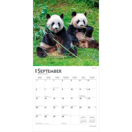 Giant Pandas | 2026 12 x 24 Inch (Hanging) Monthly Square Wall Calendar | Plastic-Free {4}
