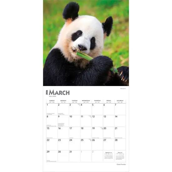 Giant Pandas | 2026 12 x 24 Inch (Hanging) Monthly Square Wall Calendar | Plastic-Free {3}