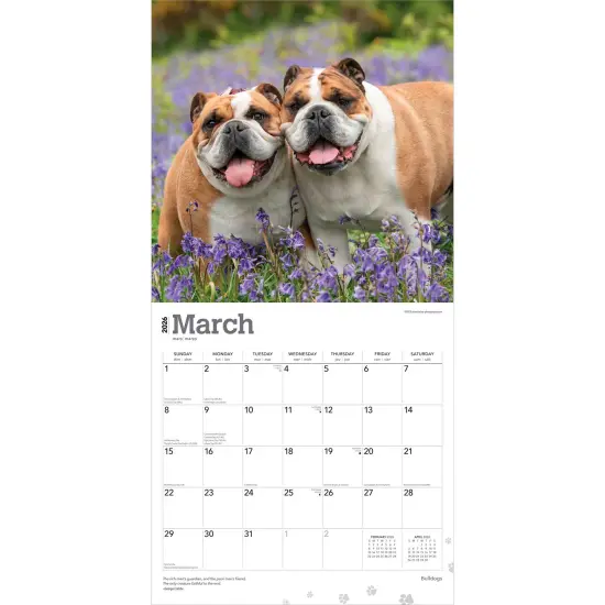 Bulldogs | 2026 12 x 24 Inch (Hanging) Monthly Square Wall Calendar | Plastic-Free {3}