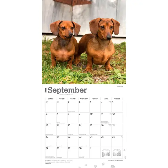 Miniature Dachshunds | 2026 12 x 24 Inch (Hanging) Monthly Square Wall Calendar | Plastic-Free {4}