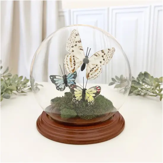 Plymor 5" x 6" Glass Display Dome Globe Cloche (Walnut Veneer Base) {3}