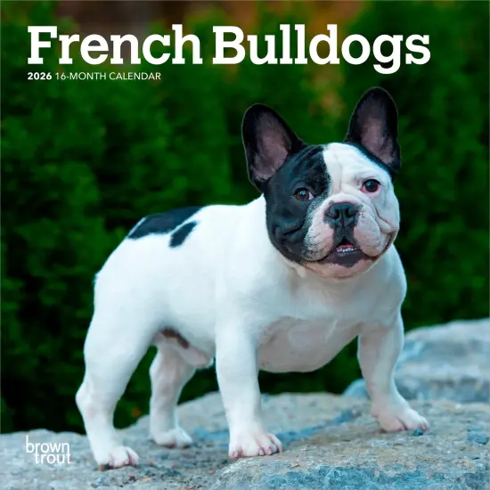 French Bulldogs | 2026 7 x 14 Inch (Hanging) Monthly Mini Wall Calendar {1}