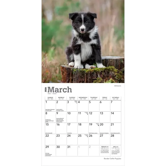Border Collie Puppies | 2026 7 x 14 Inch (Hanging) Monthly Mini Wall Calendar {3}