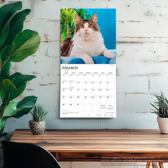 Maine Coon Cats | 2026 12 x 24 Inch (Hanging) Monthly Square Wall Calendar | Plastic-Free {5}