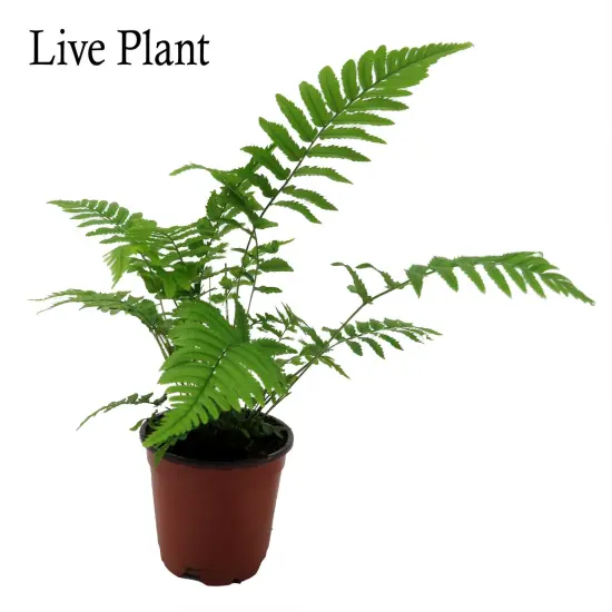 Shaggy Shield Fern -Dryopteris cycadina- Indoors or Out - 4" Pot {2}