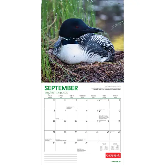Canadian Geographic The Loon OFFICIAL | 2026 12 x 24 Inch (Hanging) Monthly Square Wall Calendar | Foil Stamped Cover {4}